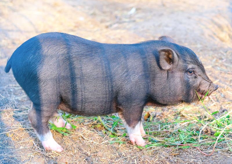 Cerdo