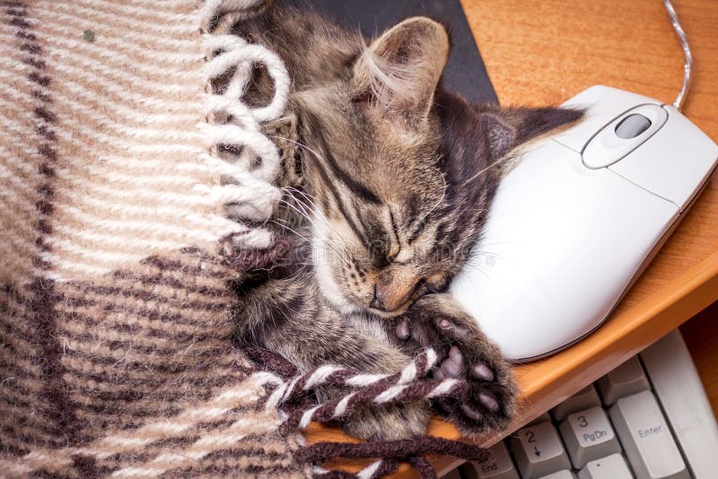 Un pequeño gatito que duerme cerca del ordenador, poniendo su cabeza fotos de archivo libres de regalías Un pequeño gatito que duerme cerca del ordenador, poniendo su cabeza fotos de archivo libres de regalías