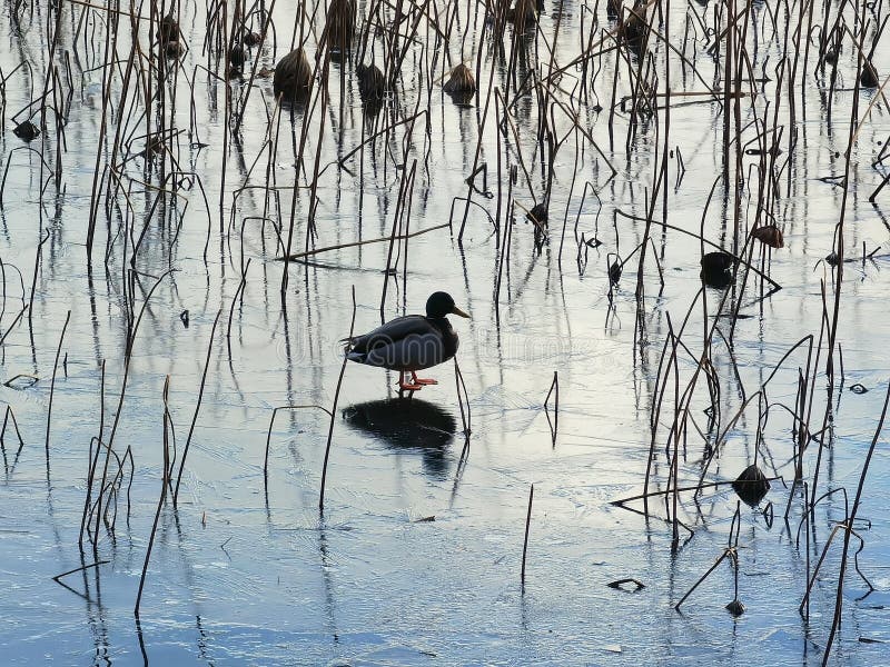 Un pequeño pato salvaje está solo en el estanque de loto marchitado fotografía de archivo libre de regalías
