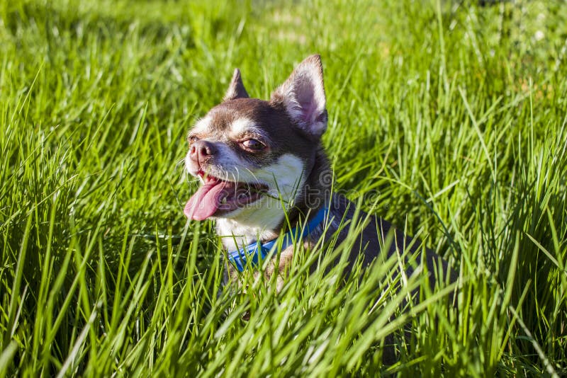Un pequeño perro blanco y marrón de la chihuahua en hierba Pequeño perro en parque del verano Paseo al aire libre del pequeño per imagenes de archivo Un pequeño perro blanco y marrón de la chihuahua en hierba Pequeño perro en parque del verano Paseo al aire libre del pequeño per imagenes de archivo