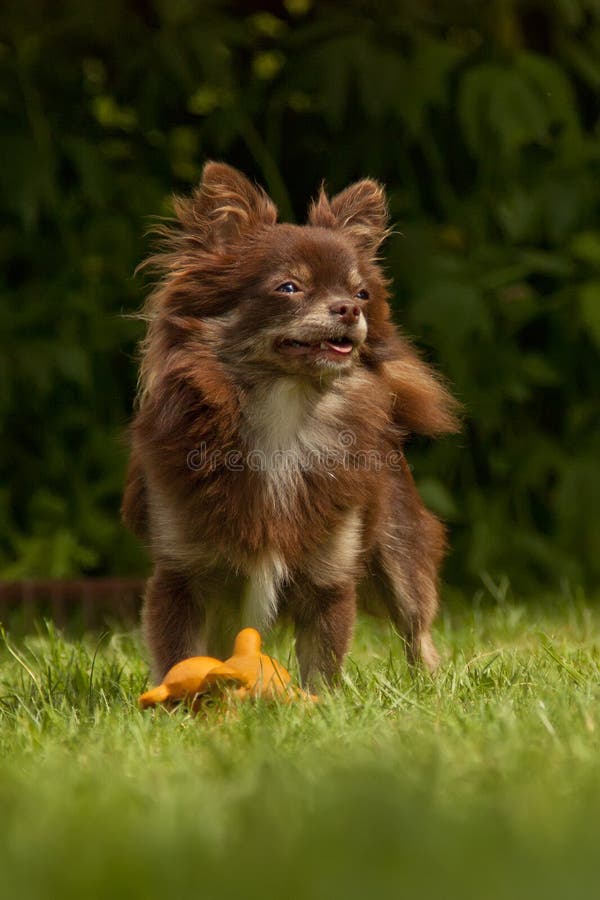 Un pequeño perro de pedigrí se coloca en una hierba verde fotos de archivo Un pequeño perro de pedigrí se coloca en una hierba verde fotos de archivo