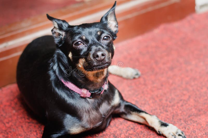 Un pequeño perro liso-cabelludo negro descansa sobre una alfombra roja fotos de archivo Un pequeño perro liso-cabelludo negro descansa sobre una alfombra roja fotos de archivo