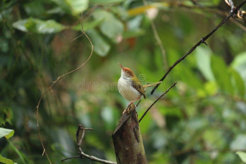 Un pequeño pájaro gordito de la región buscando comida imagen de archivo