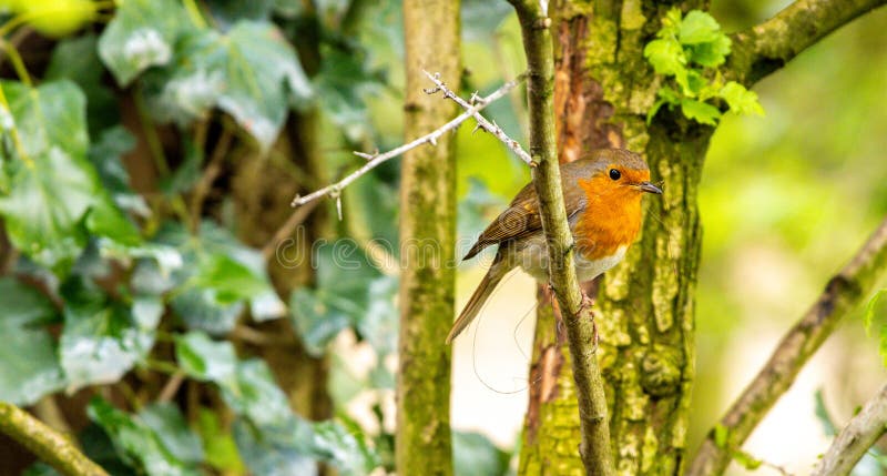Un Pequeño Robin Es Una Raza Adorable De Aves A Menudo Asociada Con El Invierno imagenes de archivo