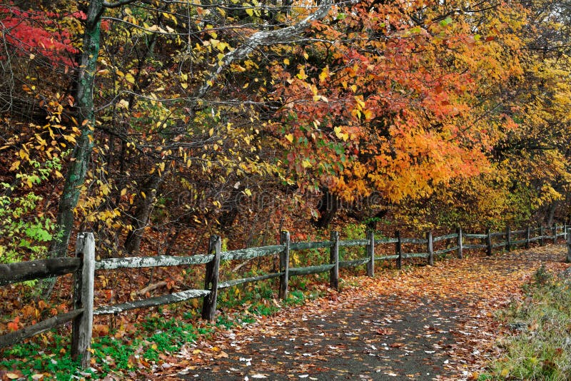 A Walking Path And Fence On A Rainy Day Amid The Brilliant Colors Of Autumn, Sharon Woods, Southwestern Ohio, USA. A Walking Path And Fence On A Rainy Day Amid The Brilliant Colors Of Autumn, Sharon Woods, Southwestern Ohio, USA