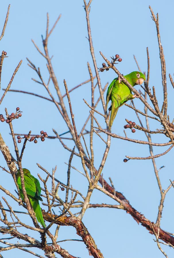 A Cuban Parakeet (Psittacara euops) feeds from wild fruits at the Island of Cuba from where it is endemic, it is also threatened by habitat loss and trapping for the cage-bird trade. A Cuban Parakeet (Psittacara euops) feeds from wild fruits at the Island of Cuba from where it is endemic, it is also threatened by habitat loss and trapping for the cage-bird trade.