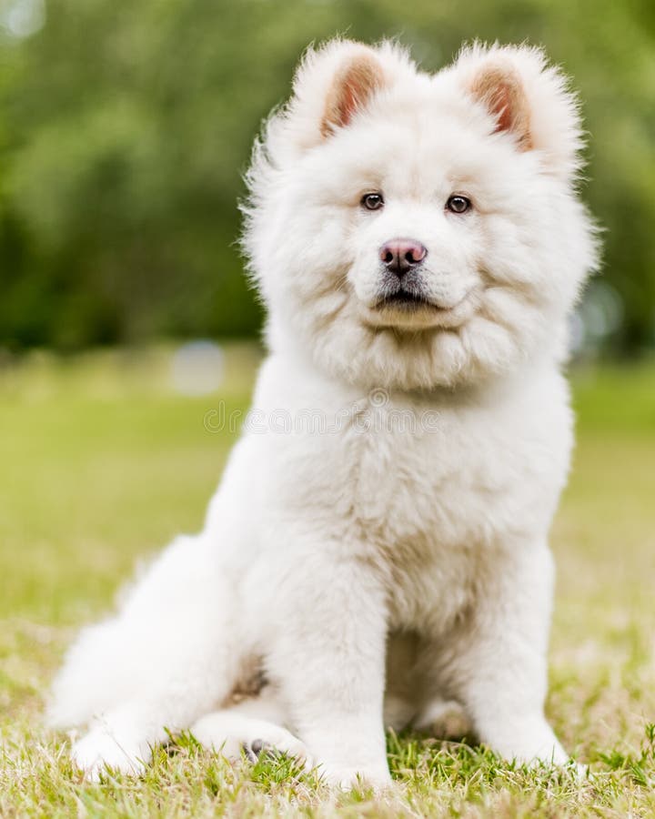 Un perrito blanco del samoyedo que se sienta en un campo que parece serio imágenes de archivo libres de regalías Un perrito blanco del samoyedo que se sienta en un campo que parece serio imágenes de archivo libres de regalías