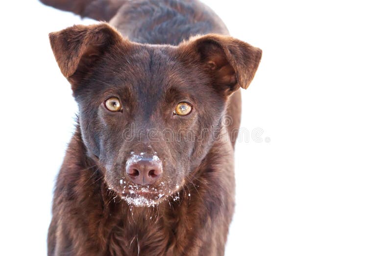 Un perro fotografía de archivo libre de regalías Un perro fotografía de archivo libre de regalías