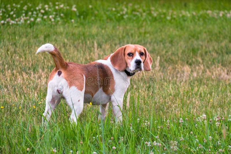 Un perro adulto independiente del beagle en un paseo en un parque de la ciudad El perro del beagle es británicos, populares por t imagen de archivo Un perro adulto independiente del beagle en un paseo en un parque de la ciudad El perro del beagle es británicos, populares por t imagen de archivo