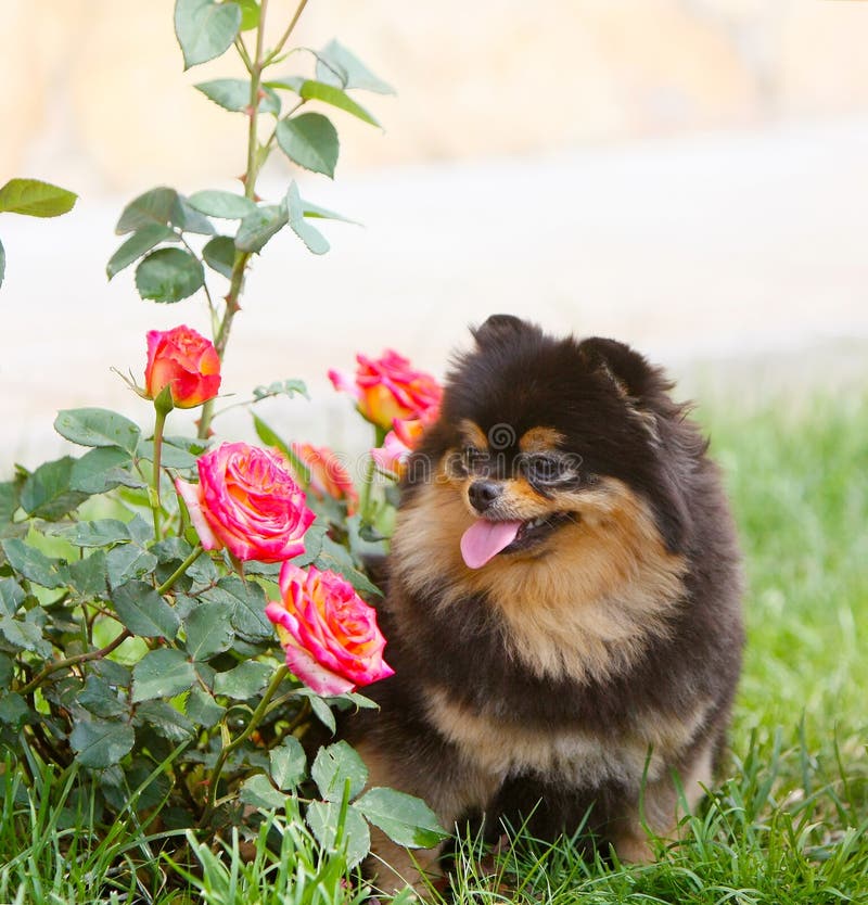 Un perro alemán negro hermoso de la raza que se sienta al lado de un arbusto de rosas imágenes de archivo libres de regalías Un perro alemán negro hermoso de la raza que se sienta al lado de un arbusto de rosas imágenes de archivo libres de regalías