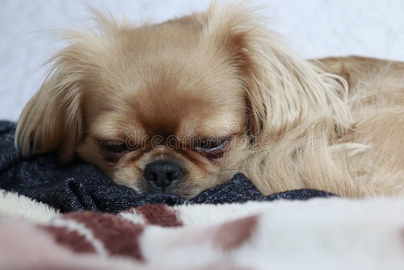 Un perro cansado en la cama imágenes de archivo libres de regalías Un perro cansado en la cama imágenes de archivo libres de regalías