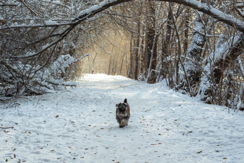 A dog running along a snow-covered forest road, an arch of snow-covered trees, a tunnel. Winter walks with pets. Dog training in winter. A dog running along a snow-covered forest road, an arch of snow-covered trees, a tunnel. Winter walks with pets. Dog training in winter