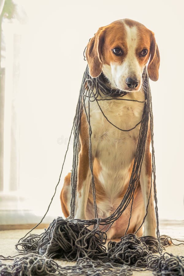 Un perro del beagle se enreda para arriba en una bola grande del hilado fotos de archivo Un perro del beagle se enreda para arriba en una bola grande del hilado fotos de archivo