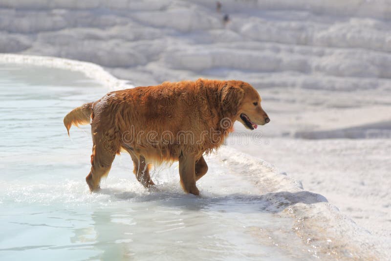 Pamukkale is an unusual natural and historical site with the sparkling white castle -like cascades, Pamukkale is one of the most important highlights of Turkey, unique in the world. The site is named in Turkish as Pamukkale, that means cotton castle, parallel to the glorious and spectacular view of the site. The dazzling white calcareous castles are formed by limestone-laden thermal springs, creating the unbelievable formation of stalactites, potholes and cataracts. Pamukkale is an unusual natural and historical site with the sparkling white castle -like cascades, Pamukkale is one of the most important highlights of Turkey, unique in the world. The site is named in Turkish as Pamukkale, that means cotton castle, parallel to the glorious and spectacular view of the site. The dazzling white calcareous castles are formed by limestone-laden thermal springs, creating the unbelievable formation of stalactites, potholes and cataracts.