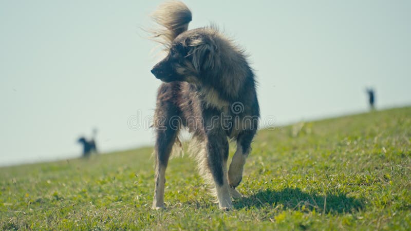 Un perro ladra mientras dos perros más se unen a él desde el fondo a través de la pradera