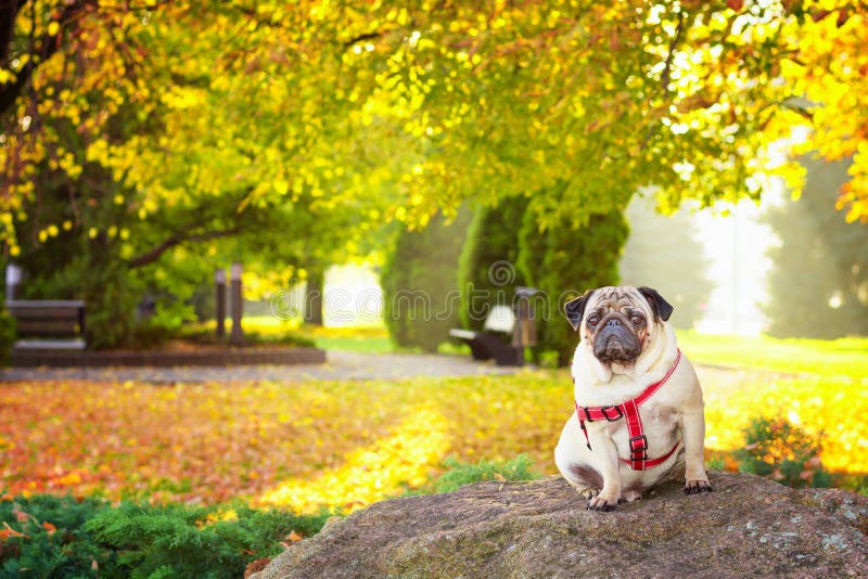 Un perro lindo del barro amasado se sienta en follaje amarillo contra el contexto de un parque de la ciudad del otoño imágenes de archivo libres de regalías Un perro lindo del barro amasado se sienta en follaje amarillo contra el contexto de un parque de la ciudad del otoño imágenes de archivo libres de regalías