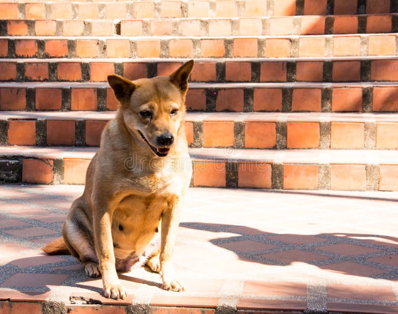 Un perro marrón que se sienta en las escaleras de una piedra de la naranja En un día frío fotos de archivo Un perro marrón que se sienta en las escaleras de una piedra de la naranja En un día frío fotos de archivo