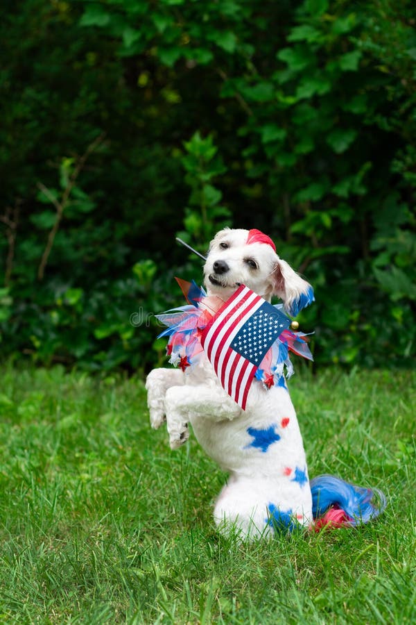 Perro Con Cola Colorida Para El Pelo Imagen de archivo - Imagen de