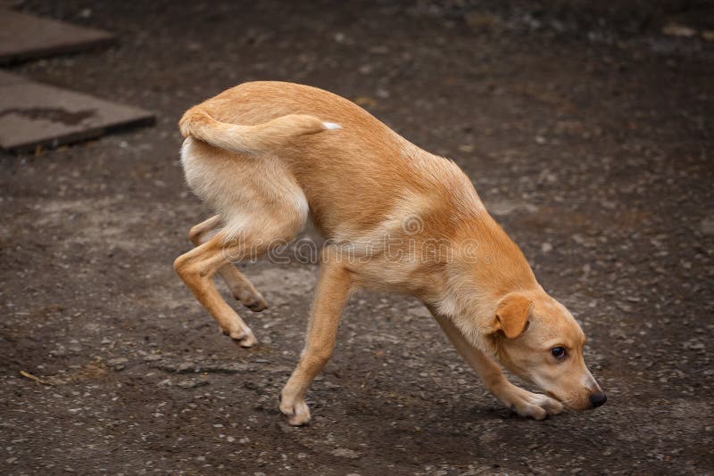 Un perro perdido que camina a lo largo de la calle en el pueblo Outdor sin hogar del perro imagen de archivo libre de regalías Un perro perdido que camina a lo largo de la calle en el pueblo Outdor sin hogar del perro imagen de archivo libre de regalías