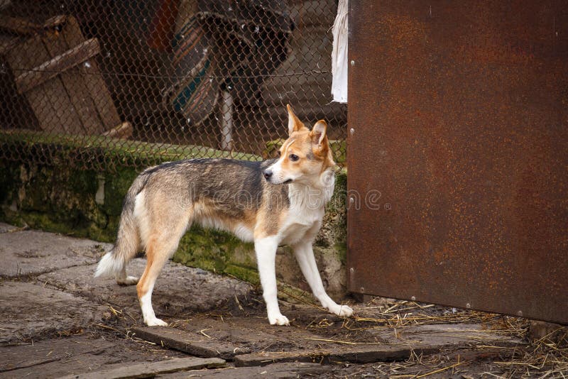 Un perro perdido que camina a lo largo de la calle en el pueblo Outdor sin hogar del perro imagenes de archivo Un perro perdido que camina a lo largo de la calle en el pueblo Outdor sin hogar del perro imagenes de archivo
