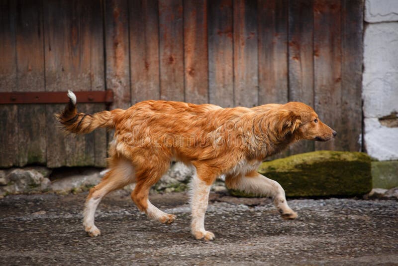 Un perro perdido que camina a lo largo de la calle en el pueblo Outdor sin hogar del perro fotografía de archivo libre de regalías Un perro perdido que camina a lo largo de la calle en el pueblo Outdor sin hogar del perro fotografía de archivo libre de regalías