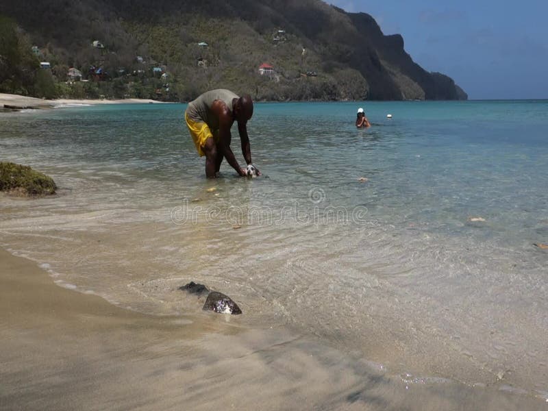 Un perro que tiene un baño del mar en el Caribe