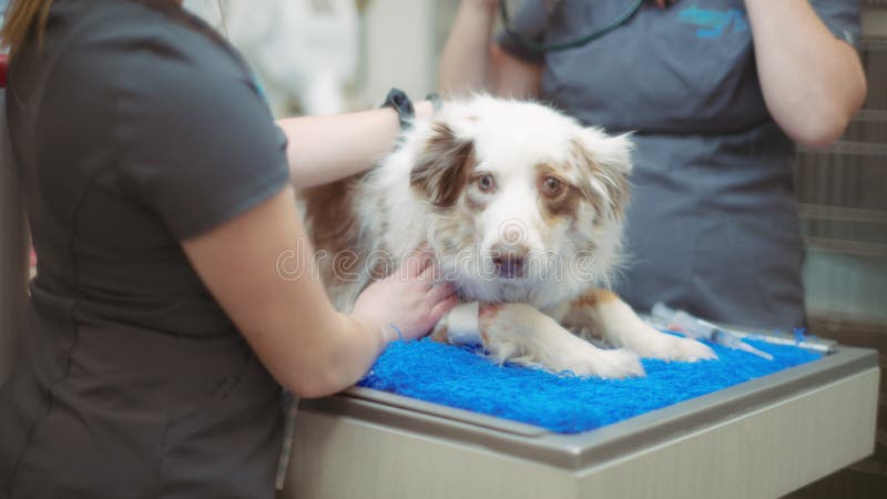 Un perro tendido sobre la mesa antes de ser revisado por una enfermera veterinaria