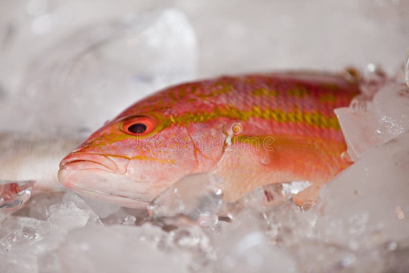 Un pescado fresco. fotografía de archivo libre de regalías