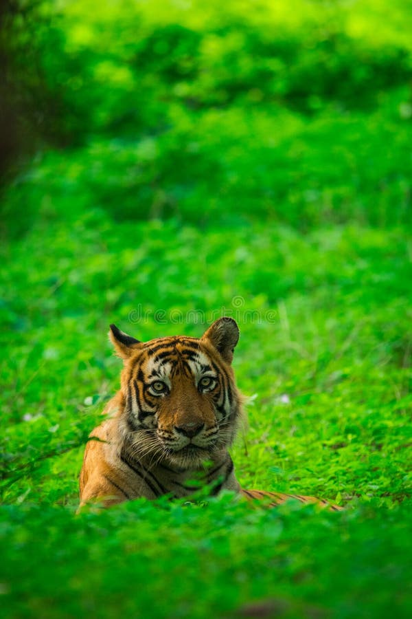 Un petit animal de tigre masculin aperçu dans une mousson où la forêt est comme le tapis vert chez Ranthambore Tiger Reserve image stock Un petit animal de tigre masculin aperçu dans une mousson où la forêt est comme le tapis vert chez Ranthambore Tiger Reserve image stock