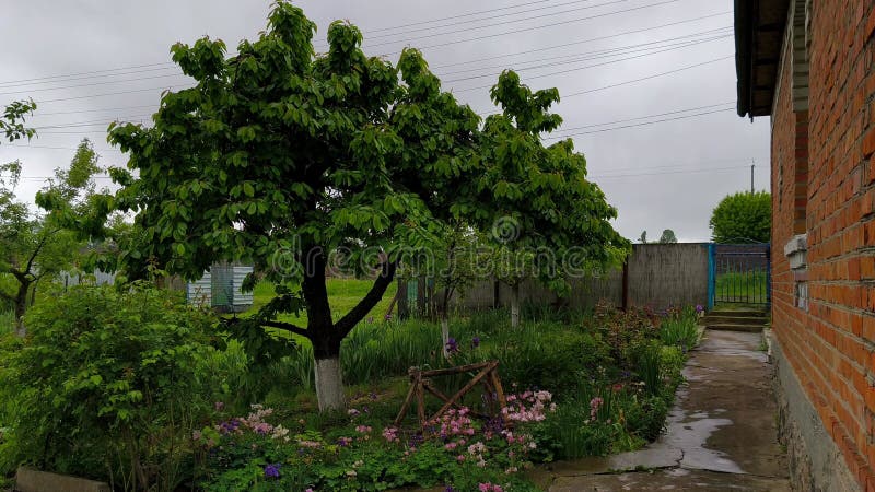 Un petit arbre au milieu d'un jardin fleuri à côté d'un bâtiment en briques banque de vidéos