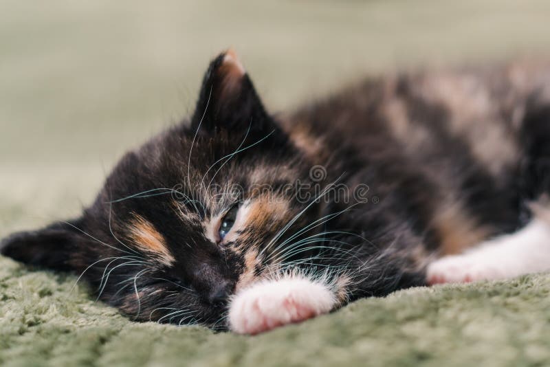 Un petit beau chat noir avec les taches et les yeux bleus blancs et rouges dort sur un plaid vert photographie stock Un petit beau chat noir avec les taches et les yeux bleus blancs et rouges dort sur un plaid vert photographie stock