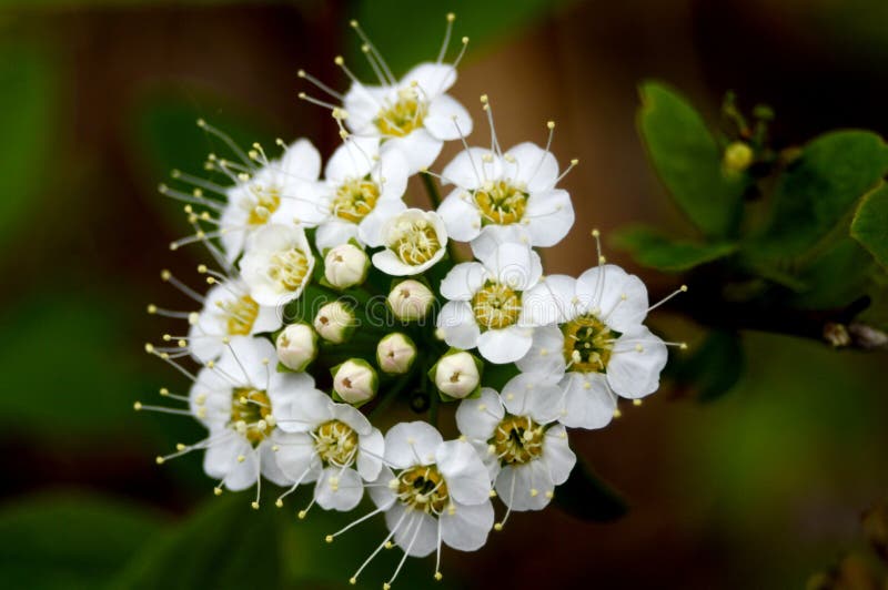 Un petit bouquet de forêt de meadowsweet photos libres de droits Un petit bouquet de forêt de meadowsweet photos libres de droits
