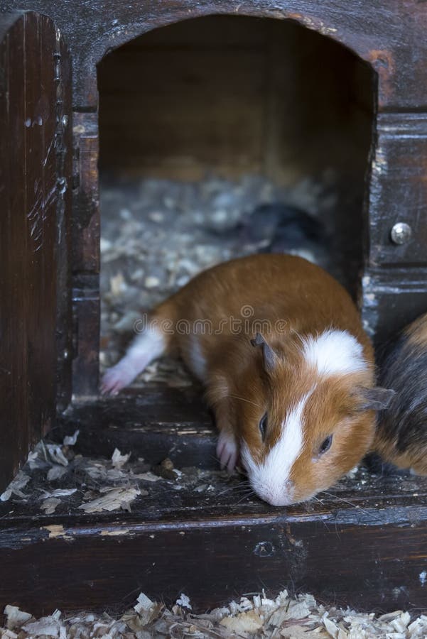 Un petit cavy de gingembre se repose dans sa maison photographie stock