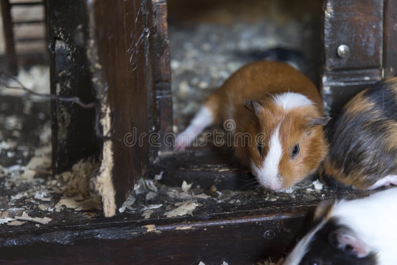 Un petit cavy de gingembre se repose dans sa maison photographie stock