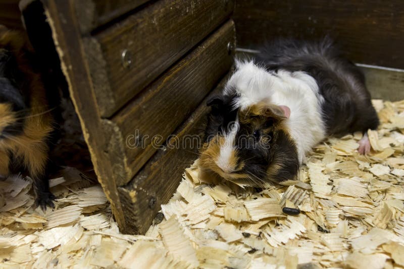 Un petit cavy se repose près de sa maison photo libre de droits
