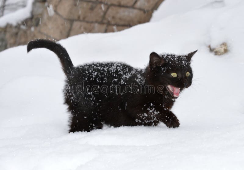 un-petit-chat-noir-dans-la-neige-111791770.jpg