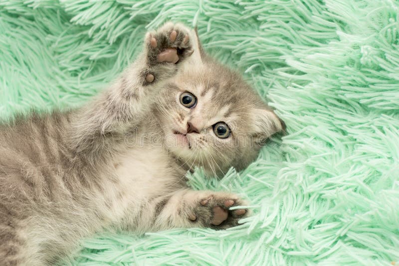 bébé chat regardant la caméra, il y a une couverture pour se