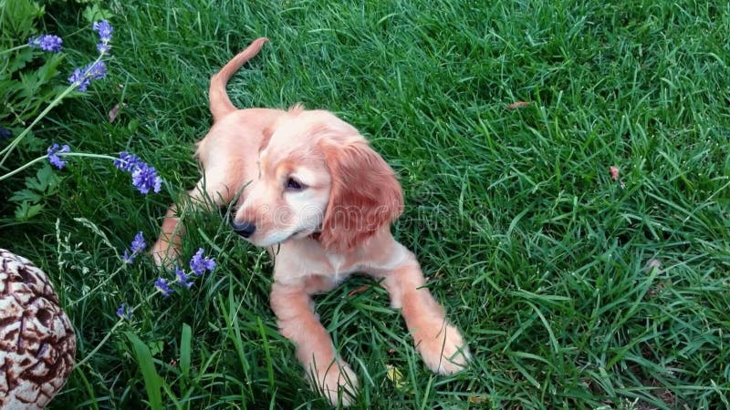 Un petit chien brun est allongé dans l'herbe à côté d'une fleur violette banque de vidéos