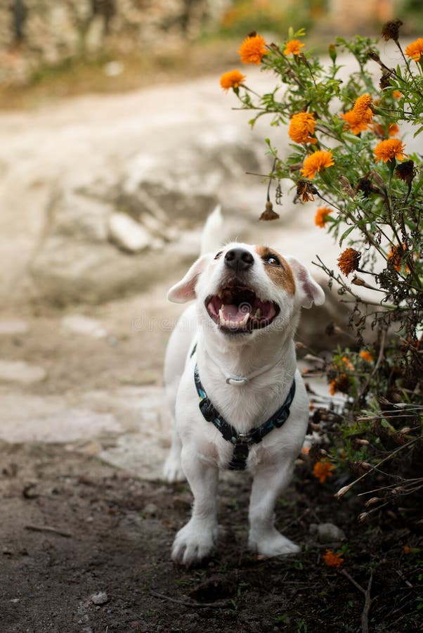 Un petit chien et des fleurs oranges photos stock Un petit chien et des fleurs oranges photos stock