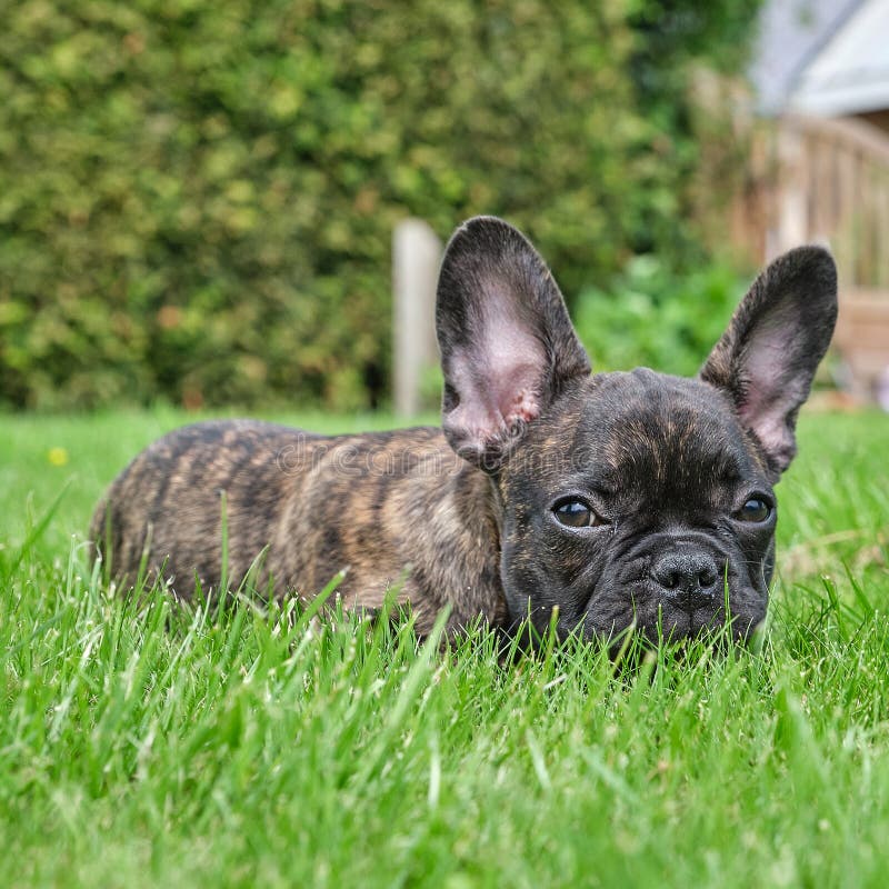 Un Chien Noir Et Marron Adorable Mignon De Bouledogue Francais Reside Dans L Herbe Avec Une Expression Mignonne Au Visage Ride Image Stock Image Du Pets Mignon