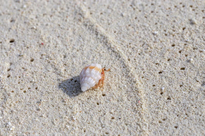 Un petit crabe hermite à la coquille blanche traverse le sable texturé doux sur une plage vierge de diva images libres de droits