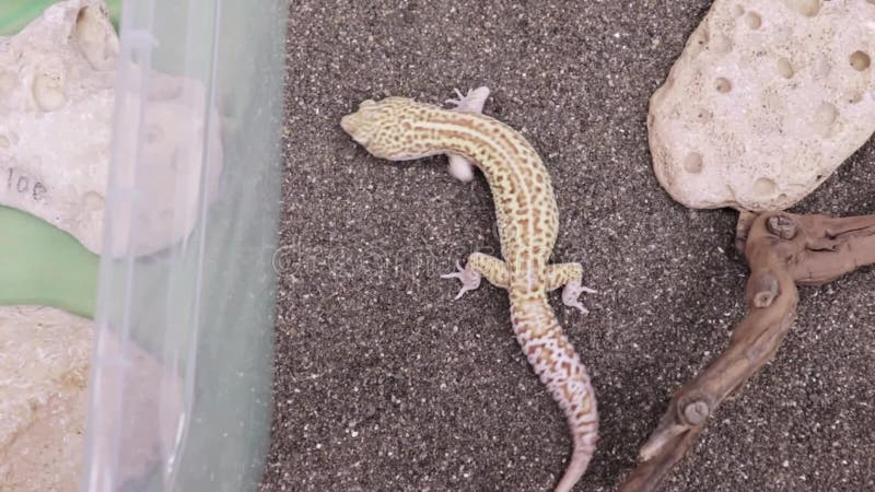 Un petit gecko de lézard rampant sur un sable dans la mini-serre