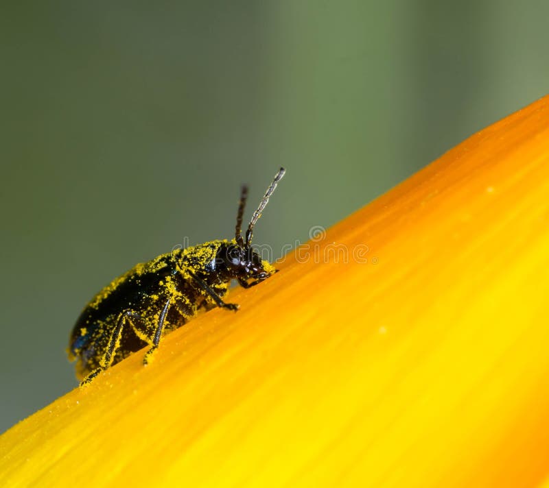 Un petit insecte de scarabée couvert de pollen jaune se repose sur un pétale d'une fleur jaune image libre de droits Un petit insecte de scarabée couvert de pollen jaune se repose sur un pétale d'une fleur jaune image libre de droits