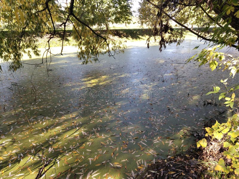Début automne. arbres de retombées autour de l'étang. un petit lac à la campagne. feuilles jaune et verte