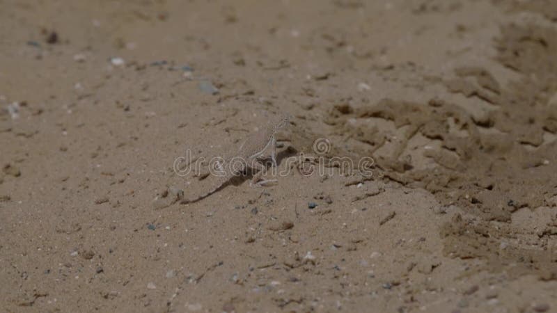 Un petit lézard dans le désert un gros plan