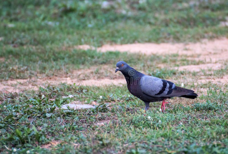 Un petit oiseau beau photo stock Un petit oiseau beau photo stock