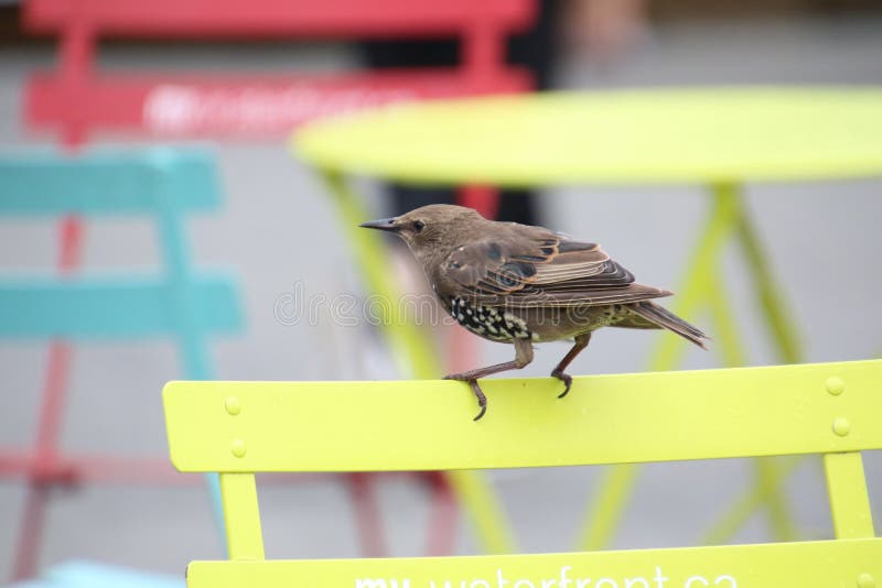 Un Petit Oiseau Brun Avec Les Taches Blanches Photo Stock
