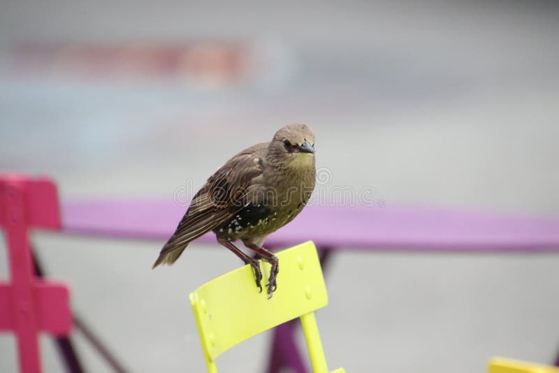 Un Petit Oiseau Brun Avec Les Taches Blanches Photo Stock