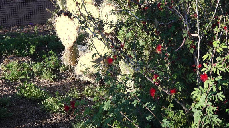 Un petit oiseau colibri rassemble le nectar des fleurs rouges banque de vidéos