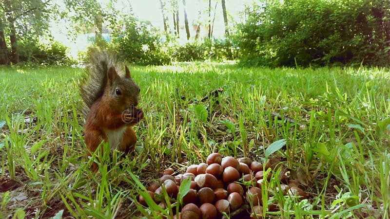 Un petit écureuil mignon mangeant des écrous